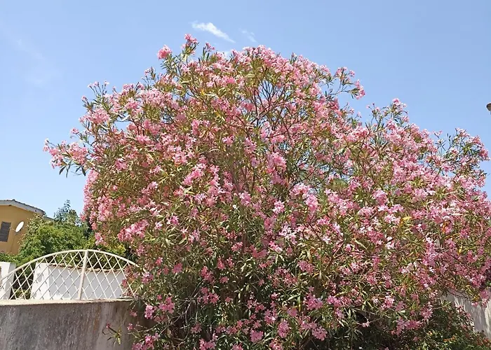 William Homestay szállás *